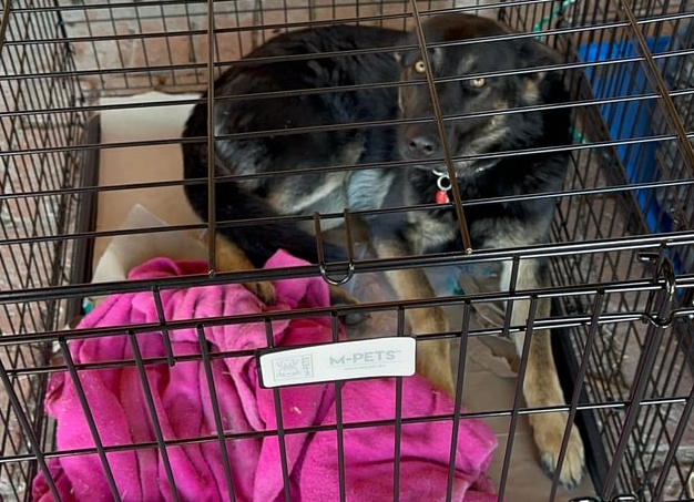 Причинение ущерба застрахованному имуществу животными